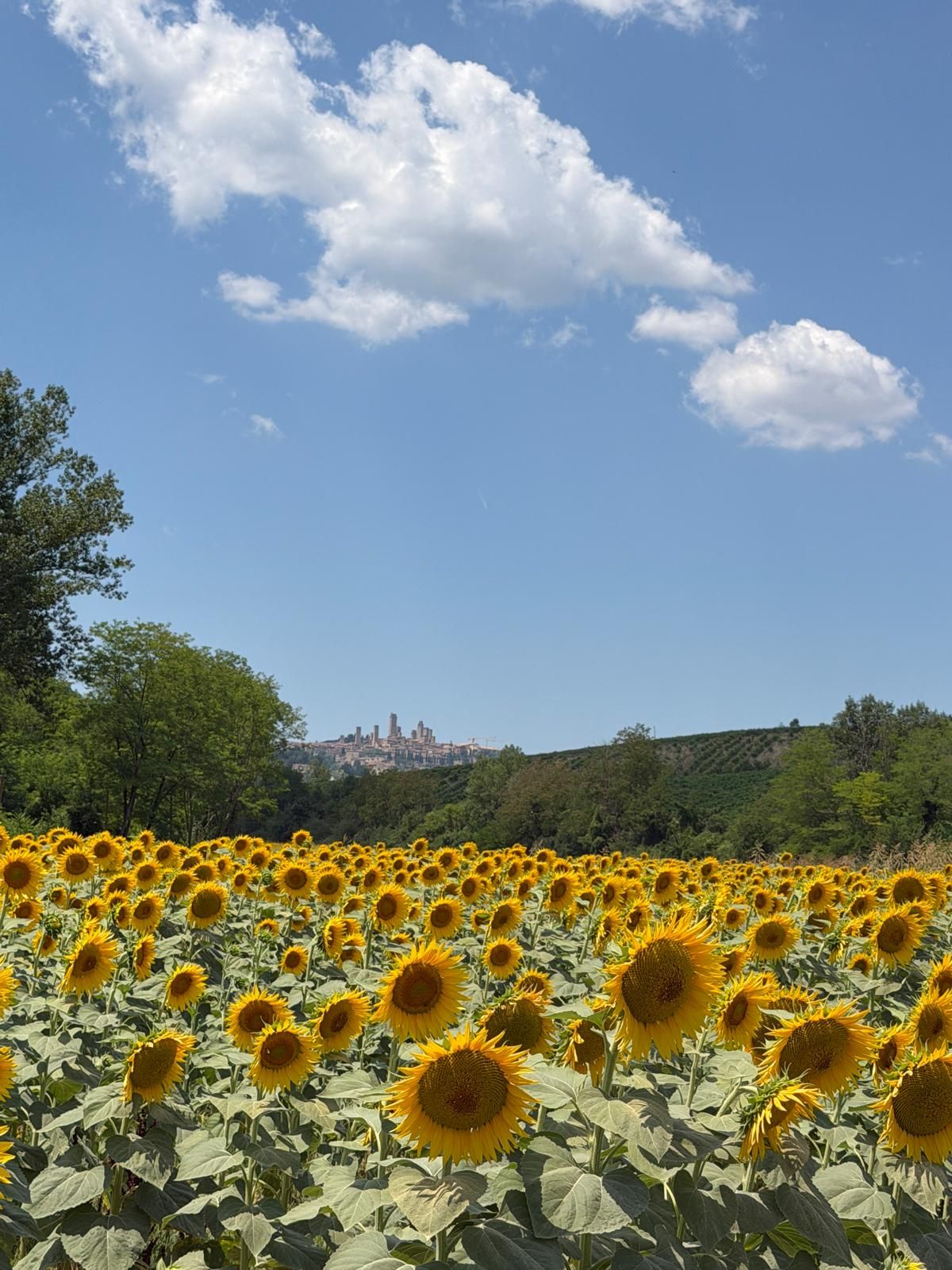 Un campo de girasoles con un paisaje urbano al fondo.