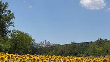 Un campo de girasoles con un paisaje urbano al fondo.
