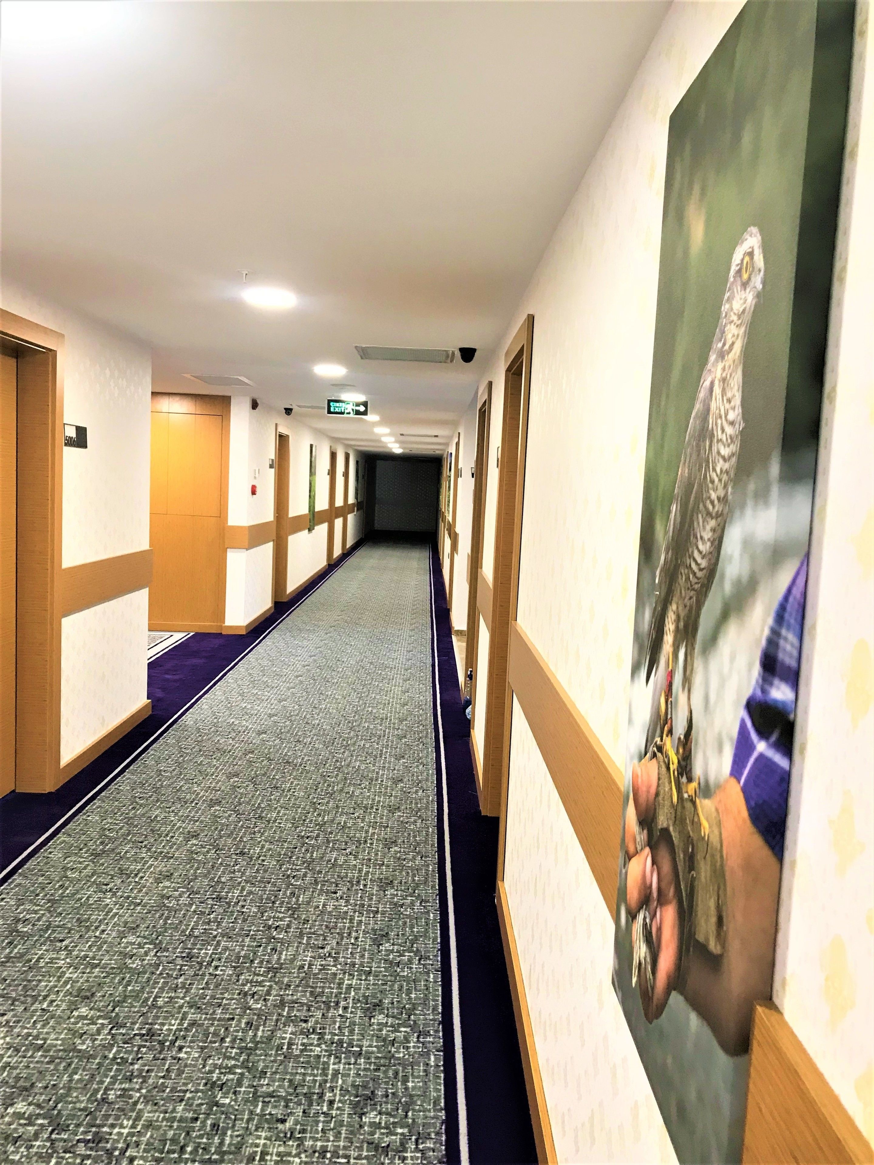 A hotel corridor with a carpeted floor, wooden paneling, and a poster of a bird on the wall.