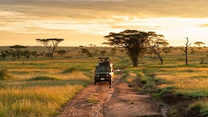 Safari