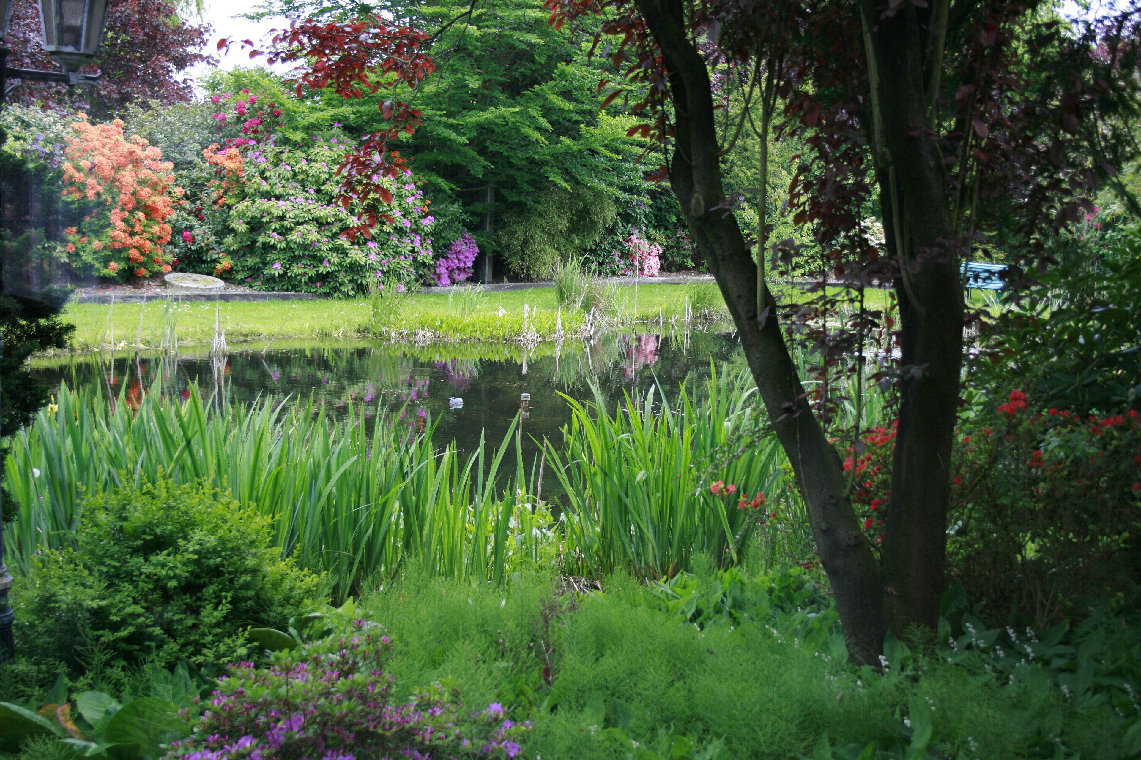 A serene garden with a pond, lush greenery, and various flowering plants.