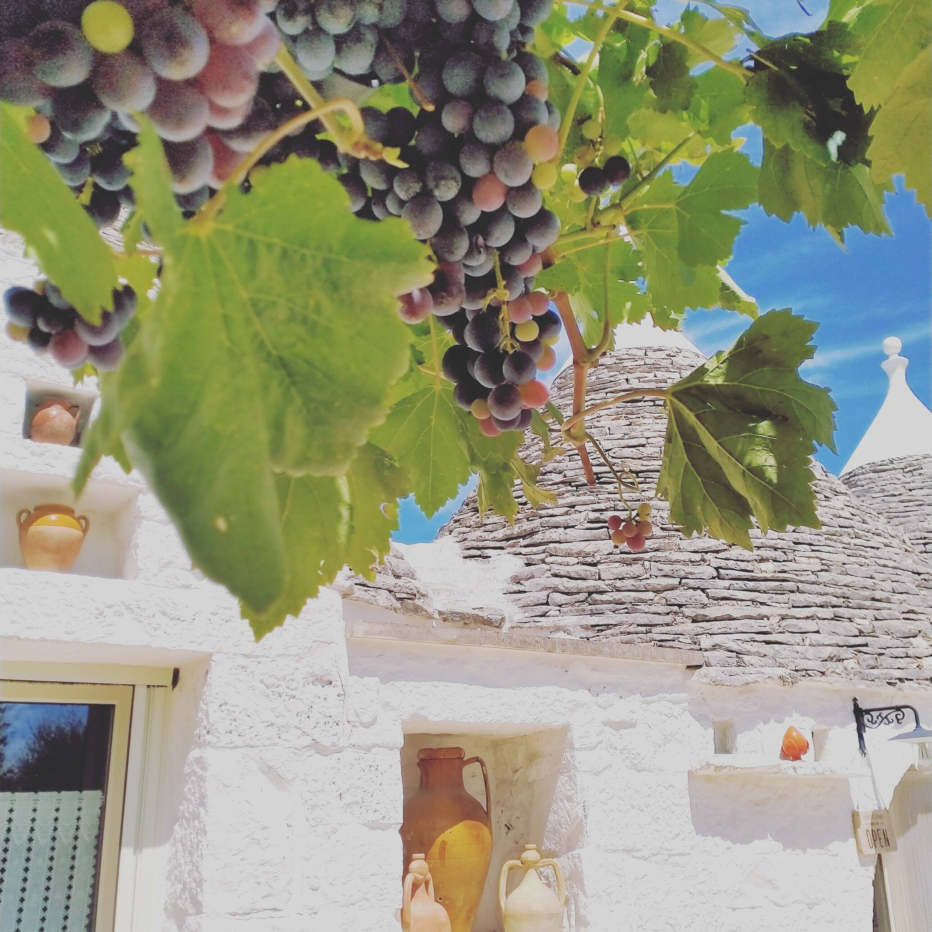 Ein weißes Gebäude mit einem Steinziegeldach, einer mit Trauben behangenen Weinranke und einem Fenster mit einer Vase.