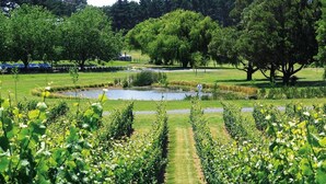 Un vignoble avec des rangées de vignes, un étang et des arbres en arrière-plan.
