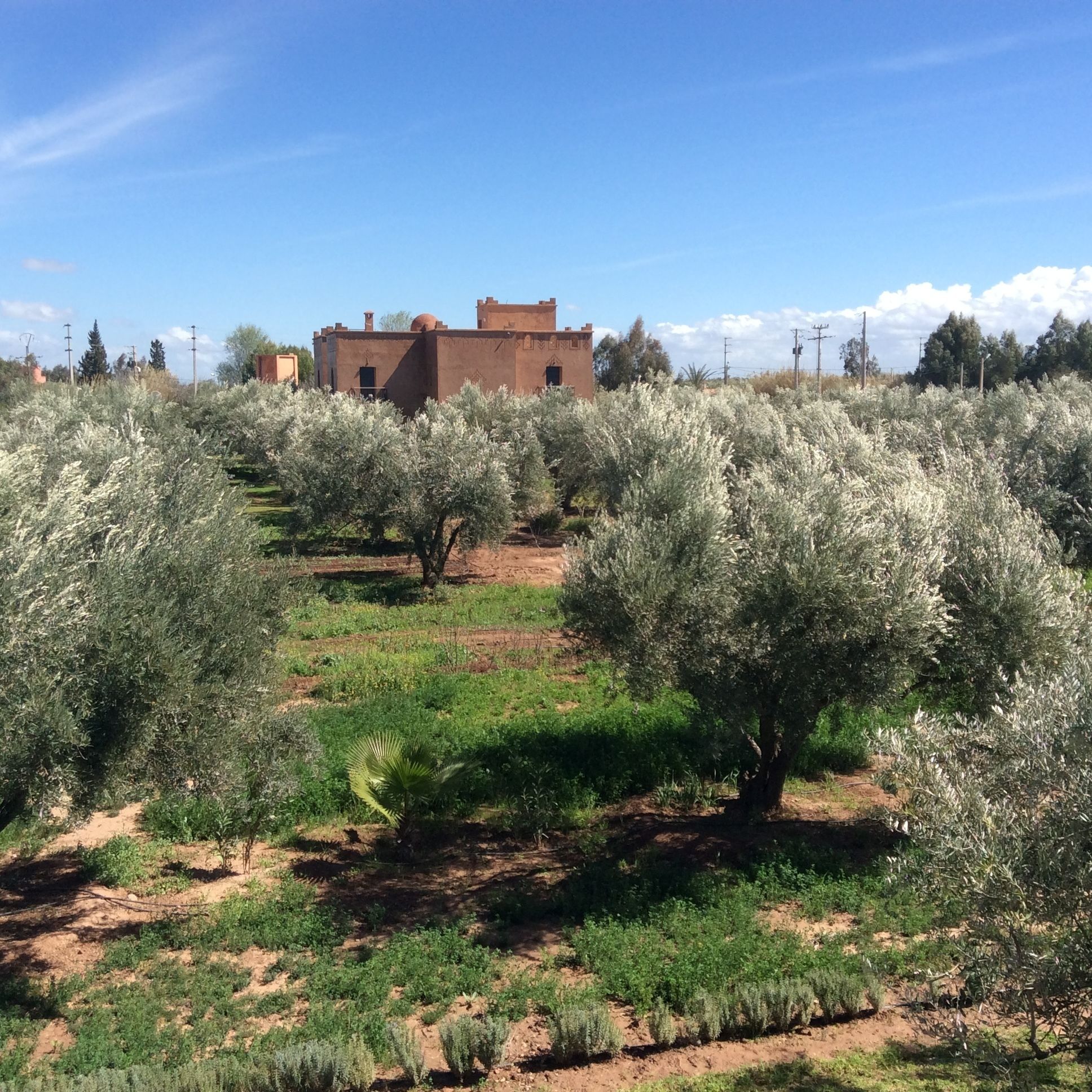 Foto - Ferme Sidi Safou