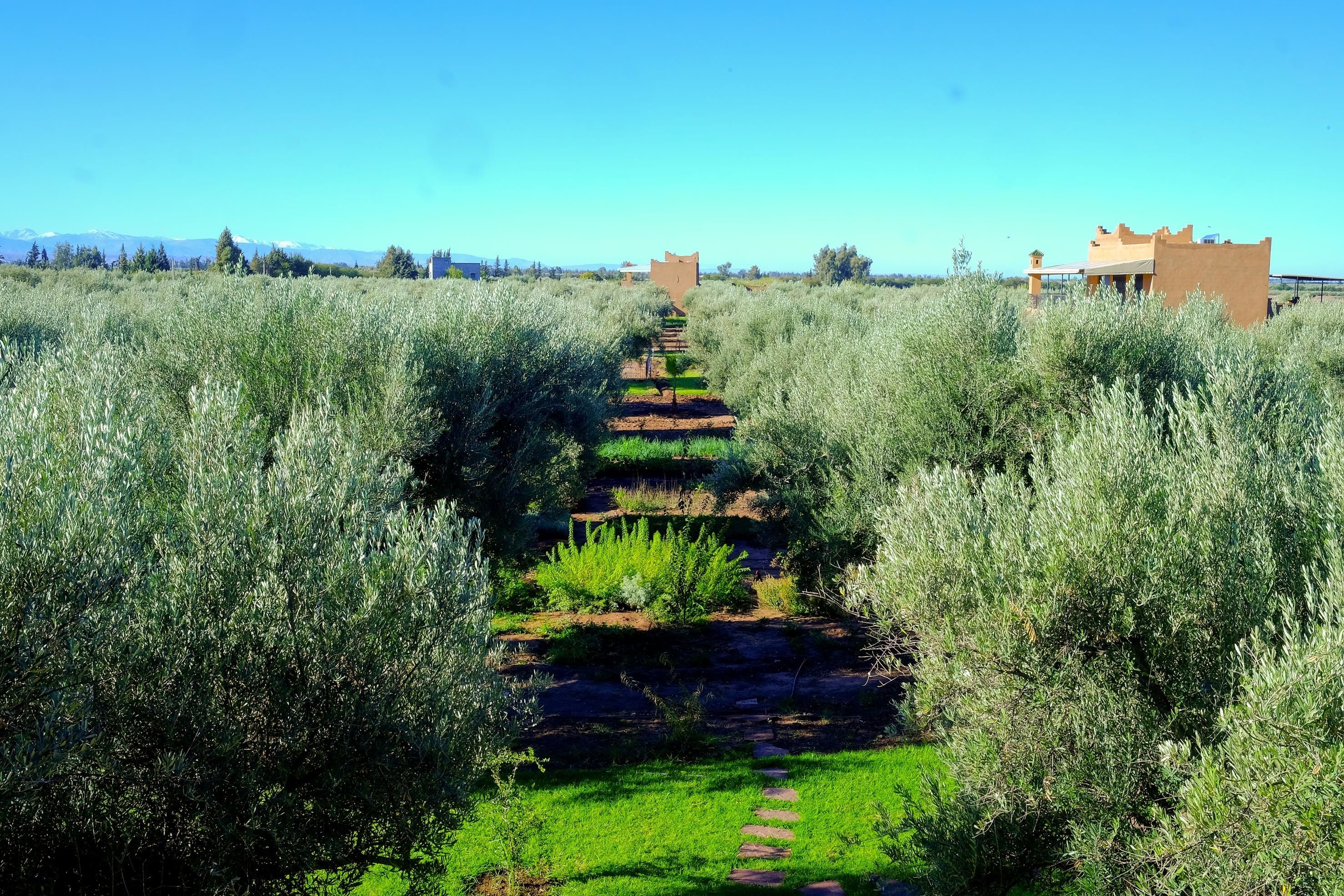 Foto - Ferme Sidi Safou