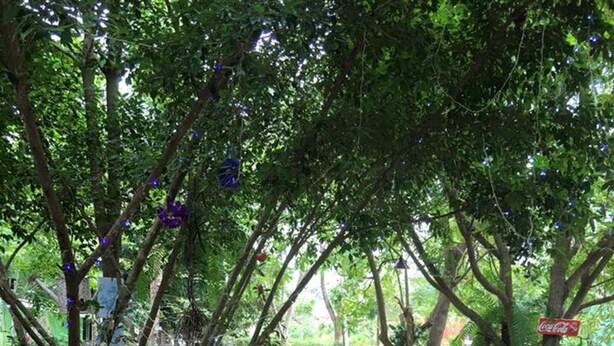 Un patio al aire libre con mobiliario de madera, incluyendo sillas y una mesa, rodeado de árboles y follaje.