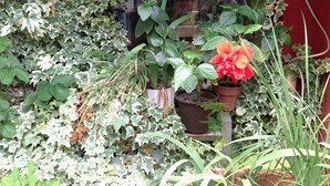 A garden with various potted plants and a large flower in the foreground.