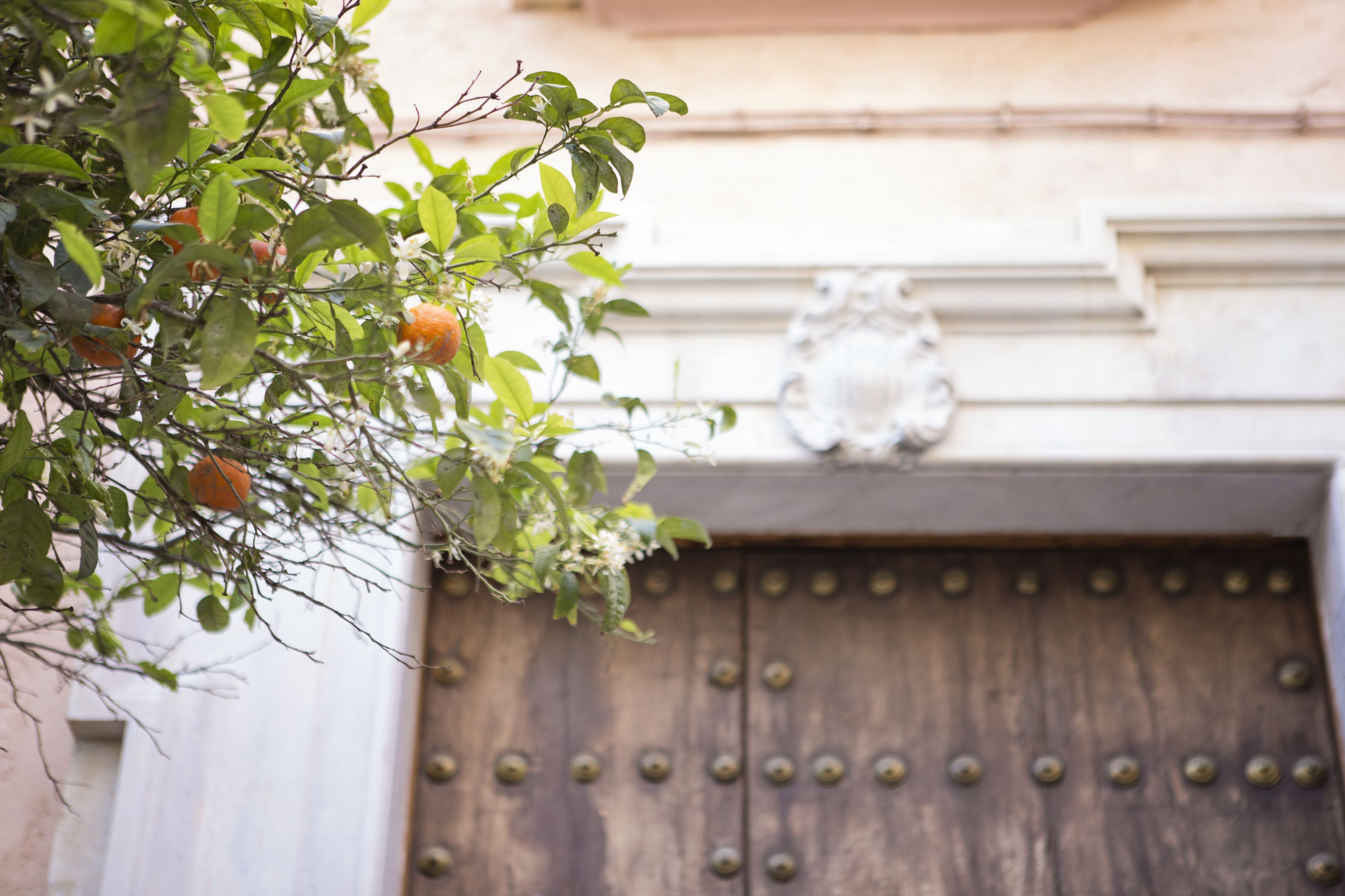 A wooden door with a decorative metal crest above it.