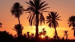 A sunset with palm trees silhouetted against the sky. - Tarmguist (Asrir)