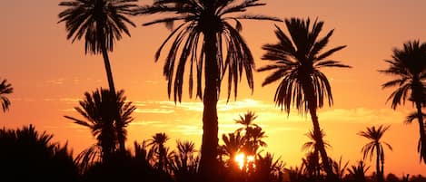 A sunset with palm trees silhouetted against the sky.