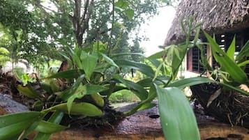 Een rieten dakgebouw, omringd door weelderige begroeiing en een houten boomstam.