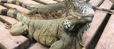 Un grand iguane est assis sur un banc en bois.