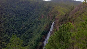 Una cascata circondata da una fitta foresta.