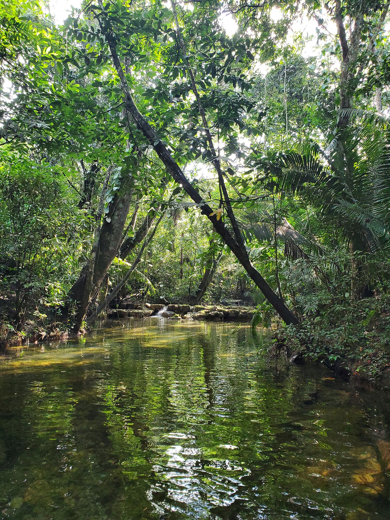 Una masa de agua natural rodeada de abundante vegetación y árboles.