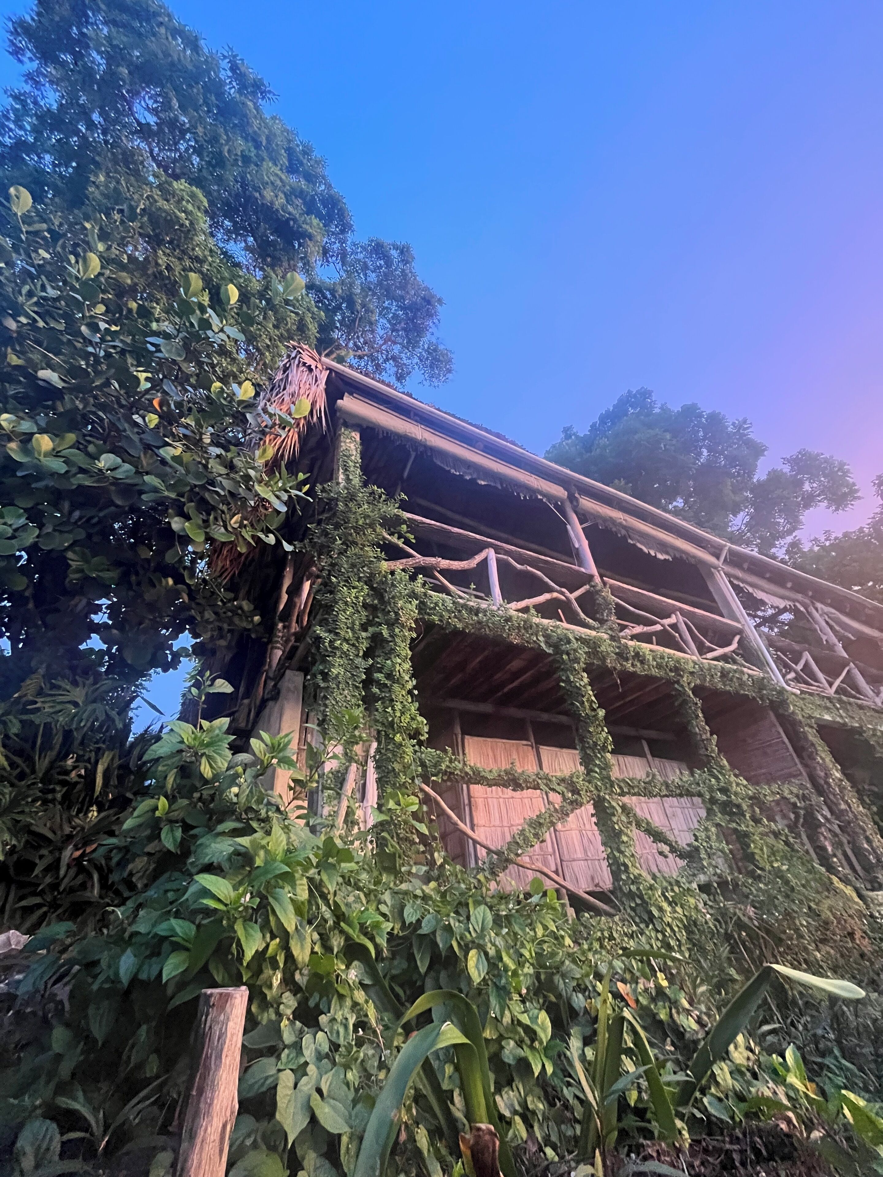 Un bâtiment rustique avec un toit de chaume, en partie recouvert de lierre, entouré d’un feuillage dense.