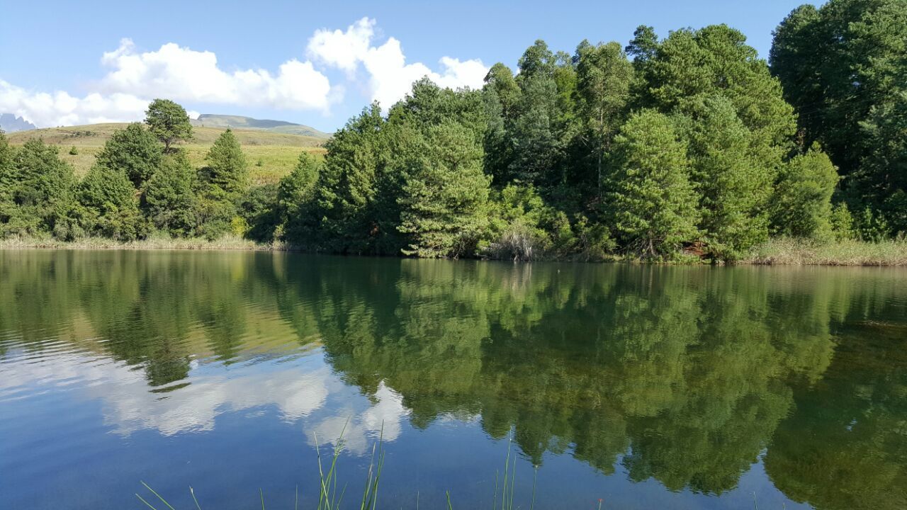 A calm lake surrounded by dense green trees and a clear sky.