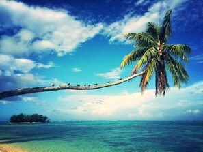 Private beach, white sand, sun loungers, beach towels - Moorea Beach Lodge (Moorea-Maiao)