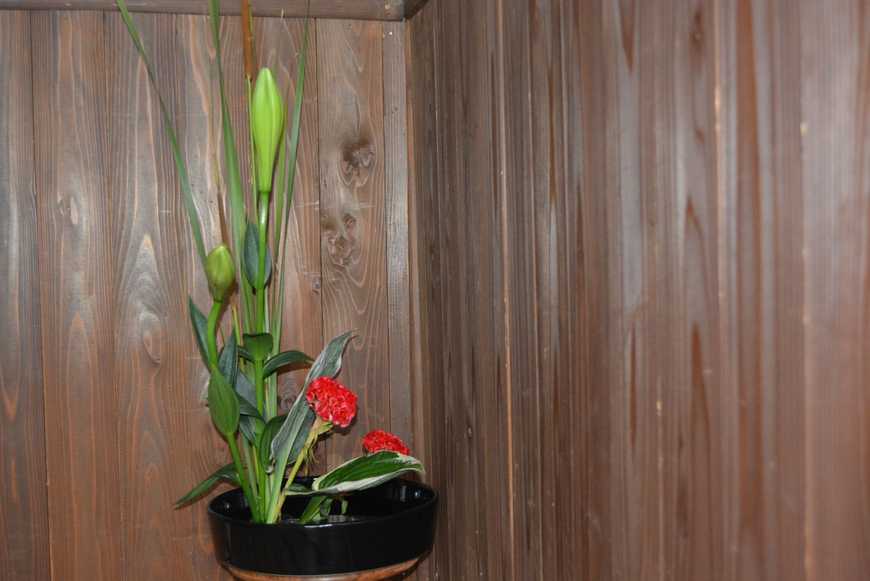 A potted plant with green leaves and red flowers against a wooden wall.
