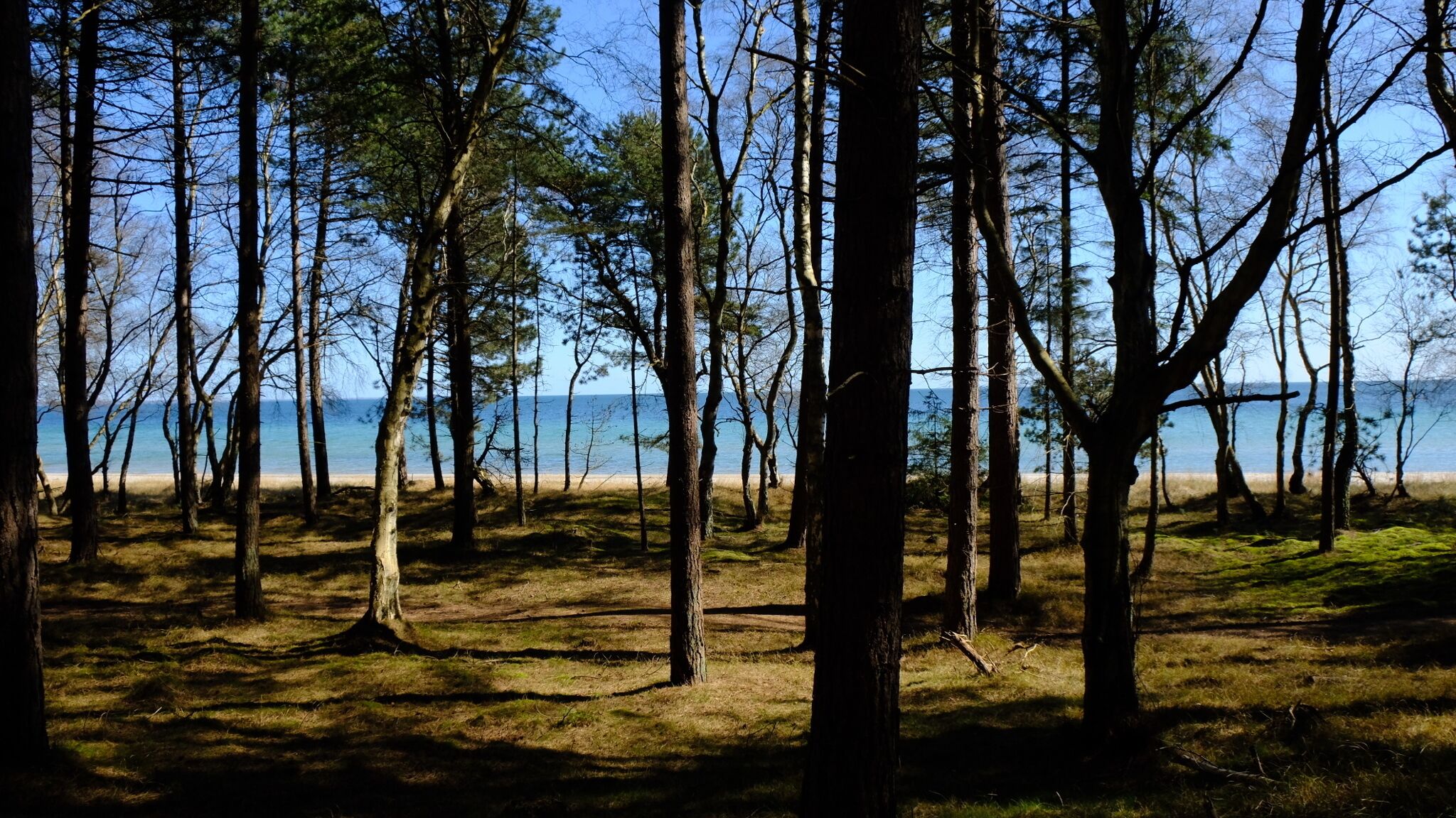 Ein bewaldetes Gebiet mit einem Strand im Hintergrund.
