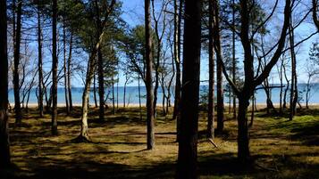 A forested area with a beach in the background.