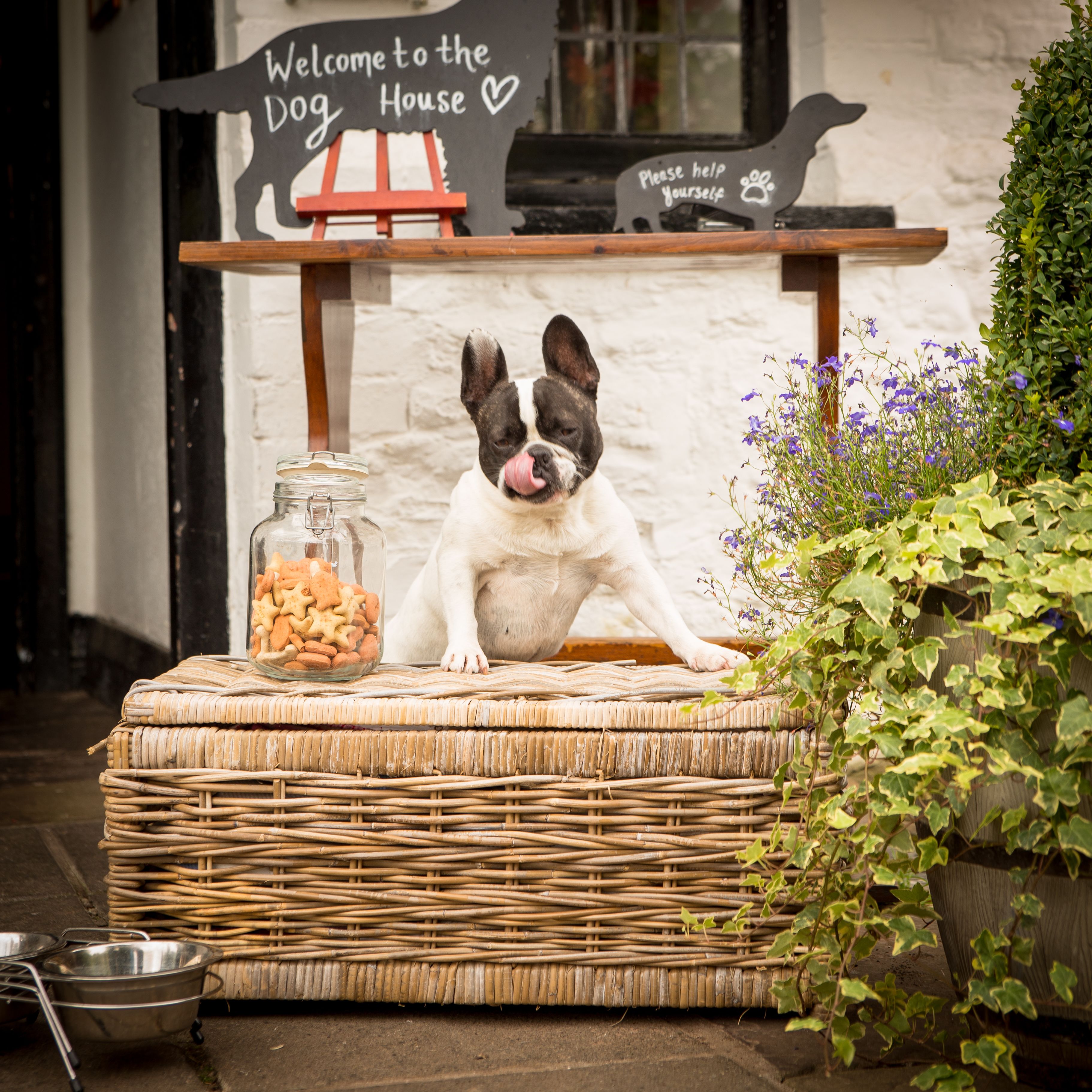 A dog sitting on a wicker bench with a jar of treats beside it, in front of a sign that reads "Welcome to the Dog House".