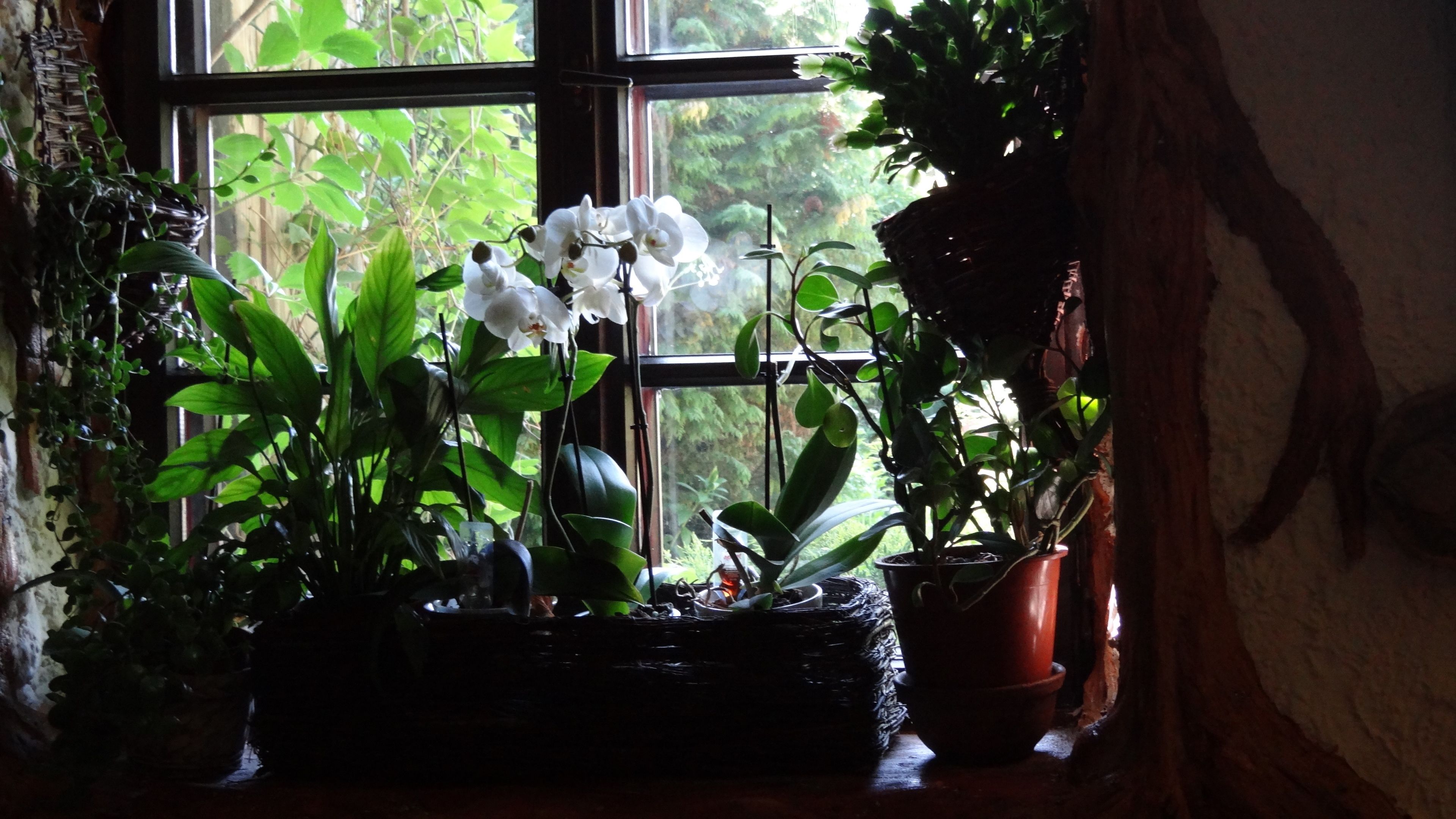 Una finestra amb diverses plantes en testos i orquídies.