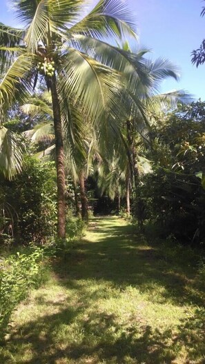 A pathway lined with palm trees and lush greenery. - Casa Grande Ecolodge at Pacuare Reserve (Matina)