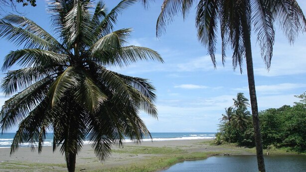 A beach with palm trees, a river, and a view of the ocean. - Casa Grande Ecolodge at Pacuare Reserve (Matina)