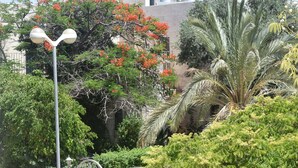 A garden with various plants, a street lamp, and a building in the background. - Nof Canaan (Nofei Prat)