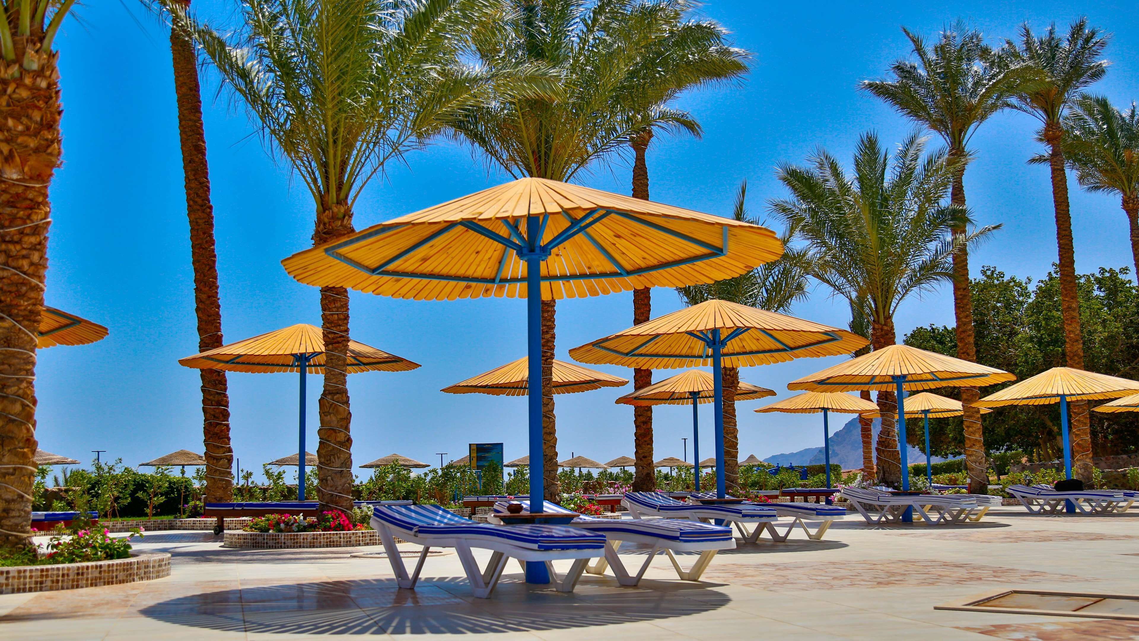 A resort with multiple palm trees, sun umbrellas, and lounge chairs arranged in a circular pattern.