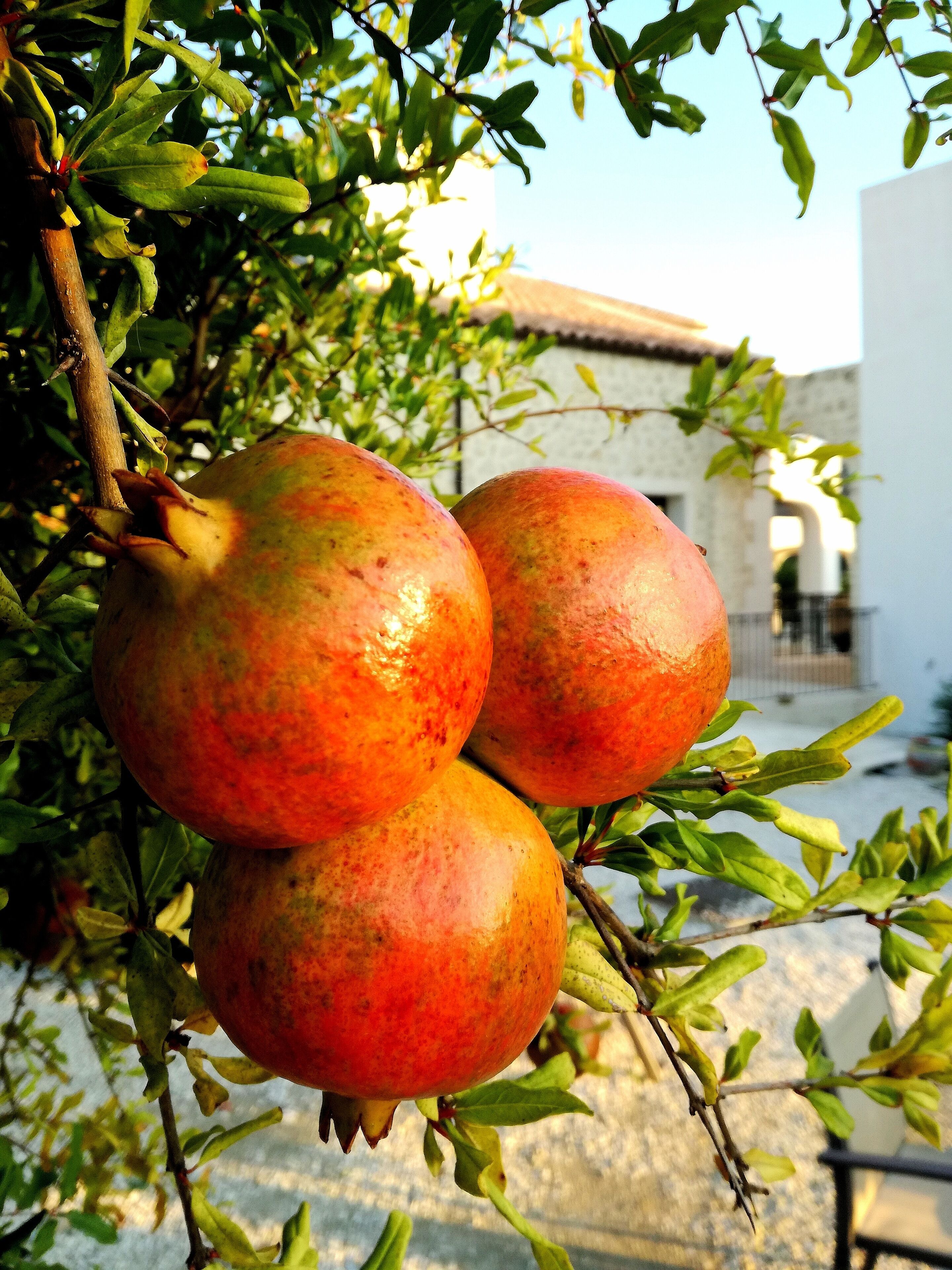 Un albero di melograno con frutti maturi.