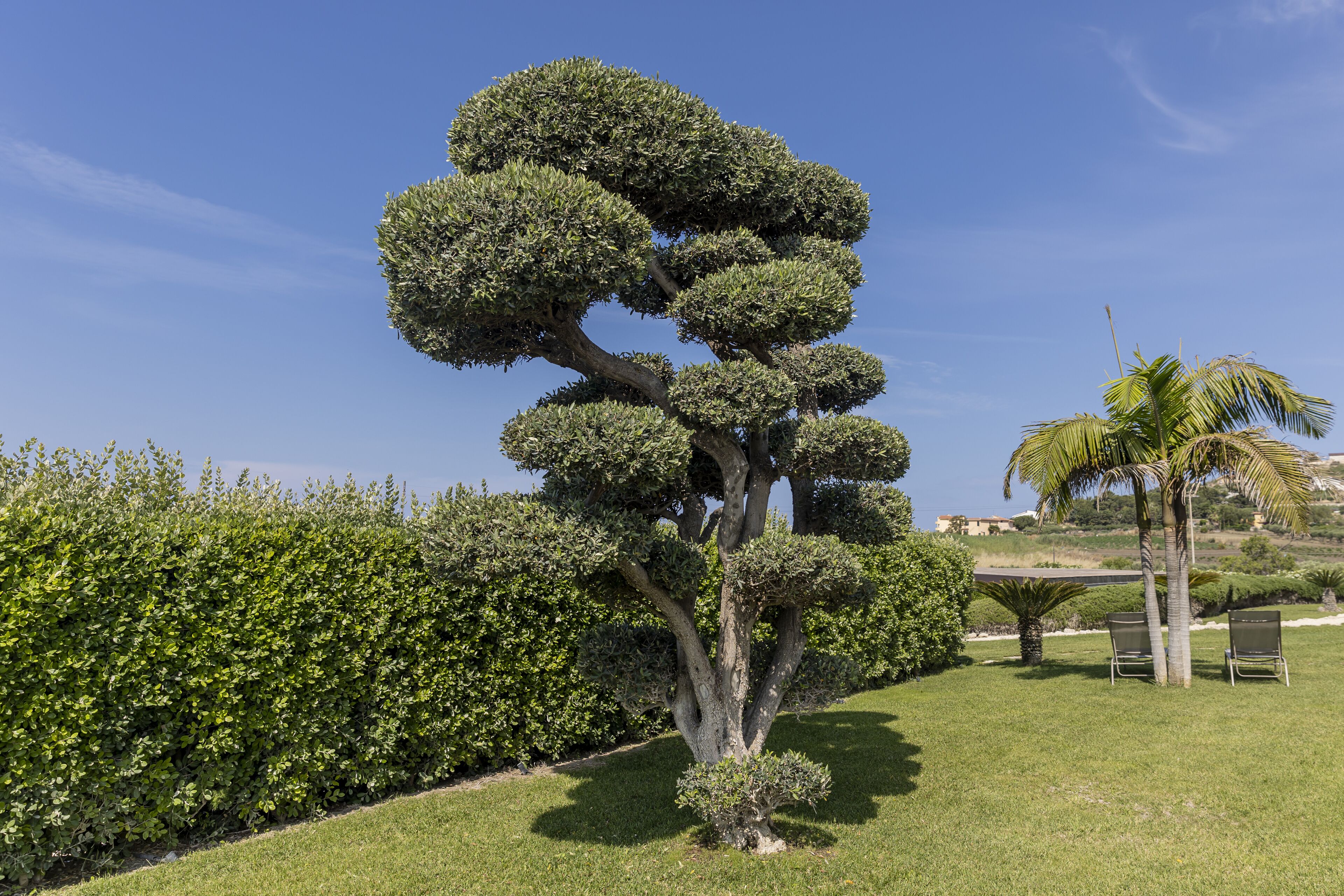 A well-maintained garden with a distinctive topiary tree, a palm tree, and neatly trimmed hedges.