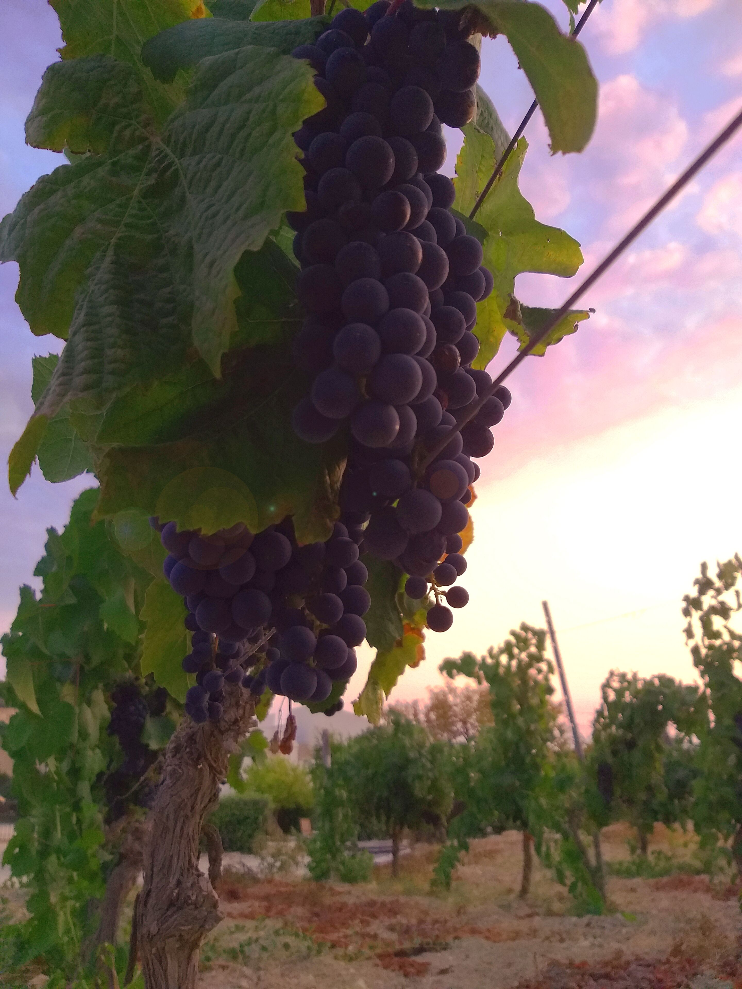 A vineyard with grapevines bearing clusters of dark grapes.