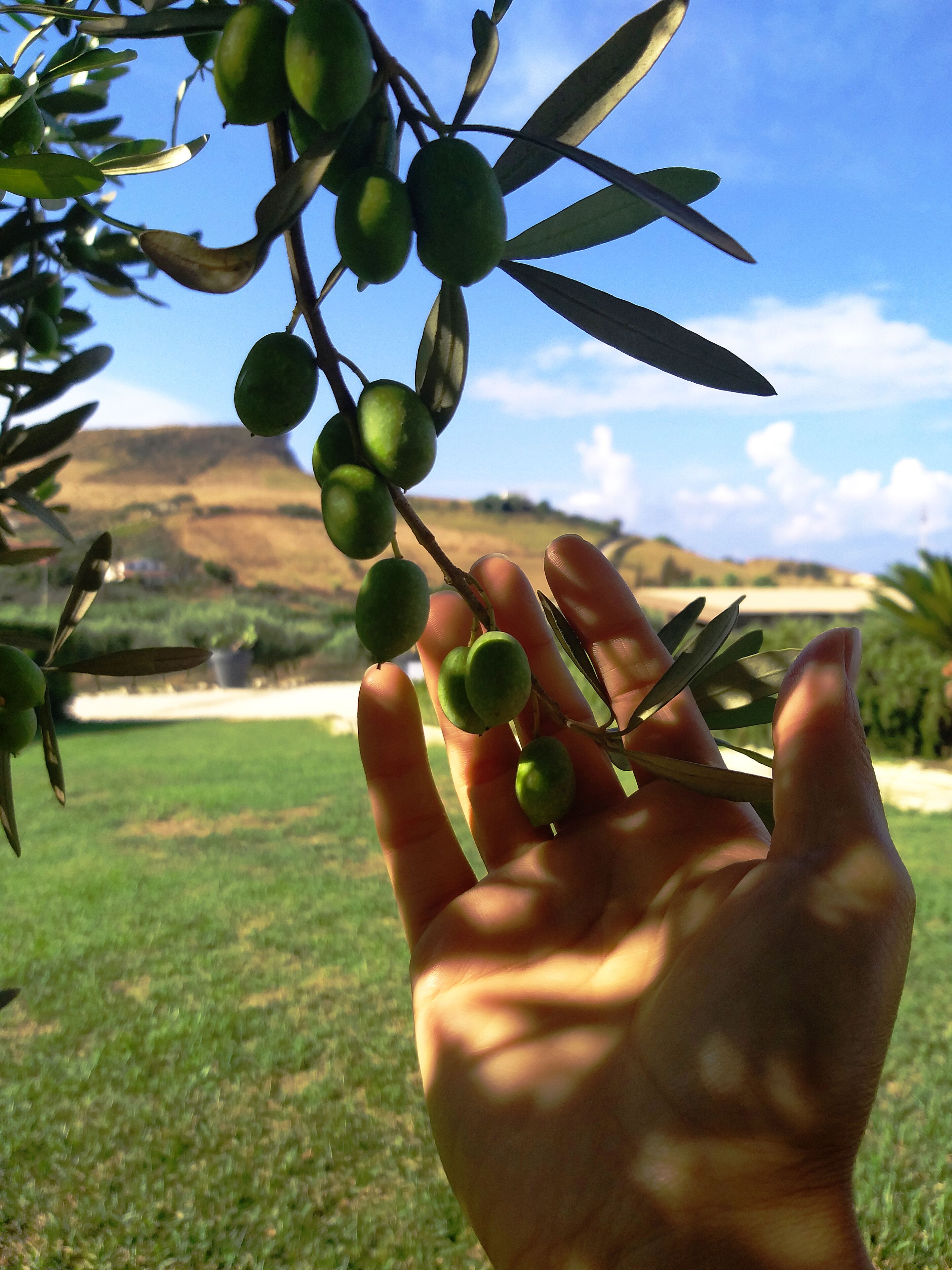A hand holding a branch with green olives against a backdrop of a grassy field and distant hills.