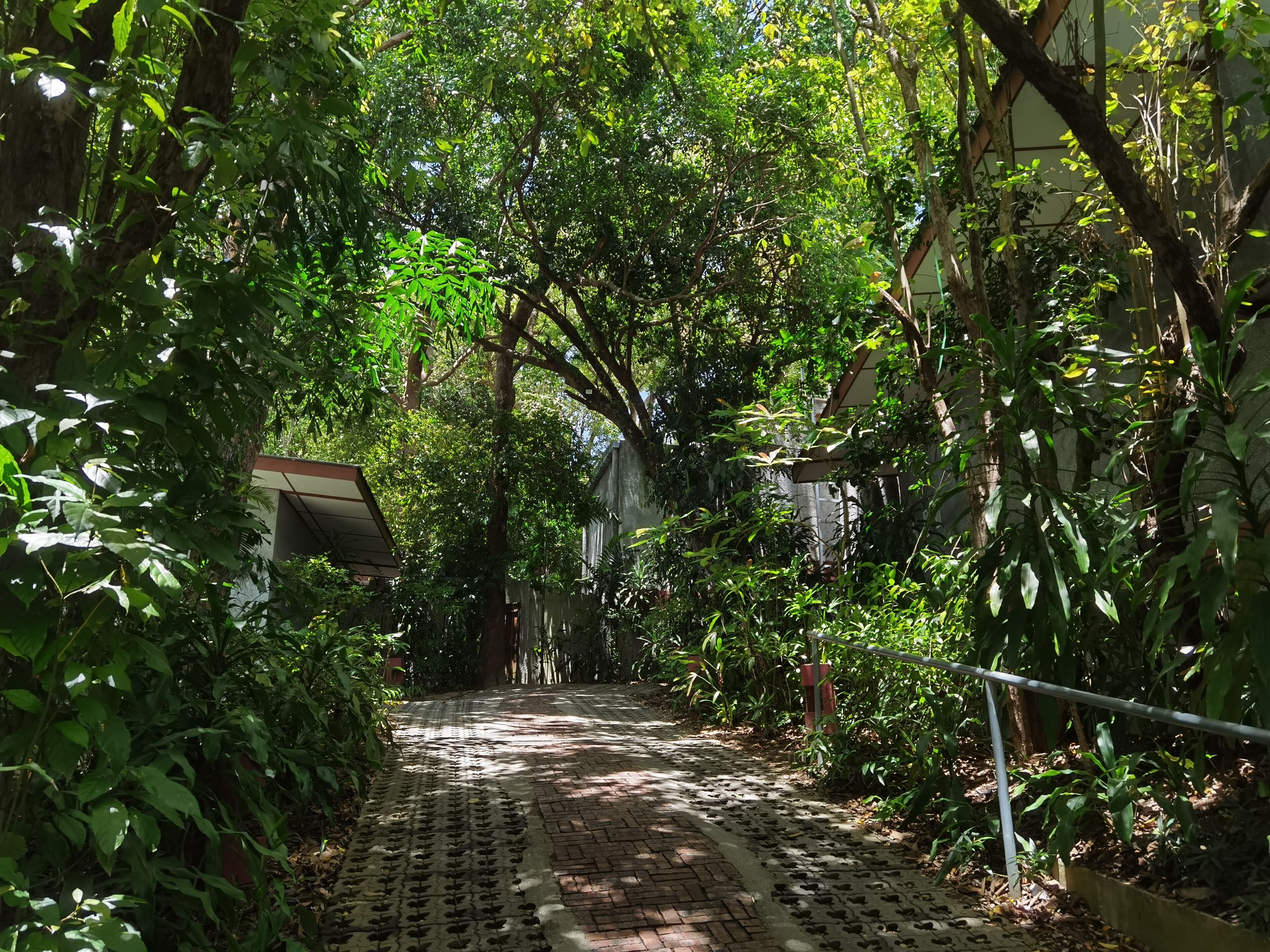 A pathway surrounded by dense greenery and trees, leading to a building with a sloped roof.