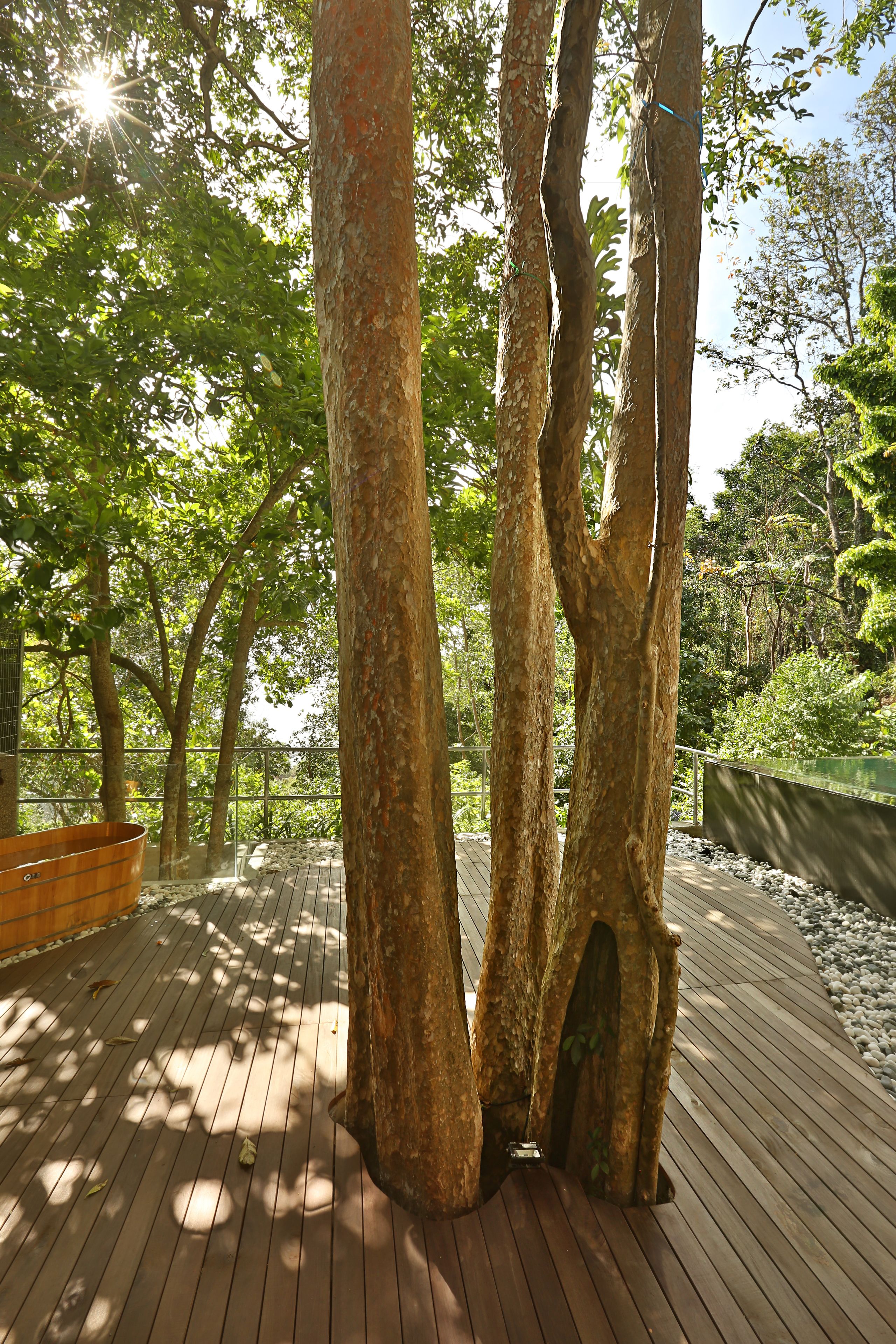 A wooden deck surrounded by trees with a clear sky.