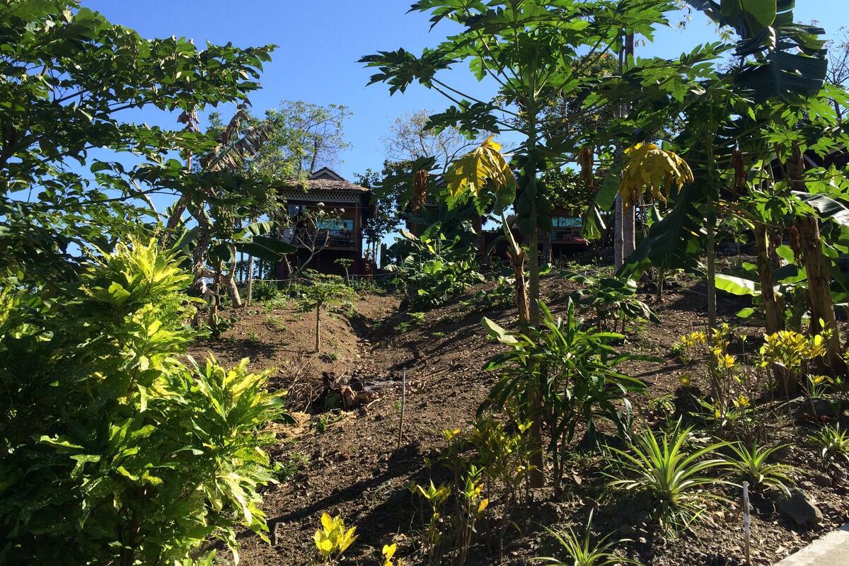 A house surrounded by lush greenery and banana trees.