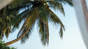 A palm tree and ocean view. - Kumu Beach (Balapitiya)