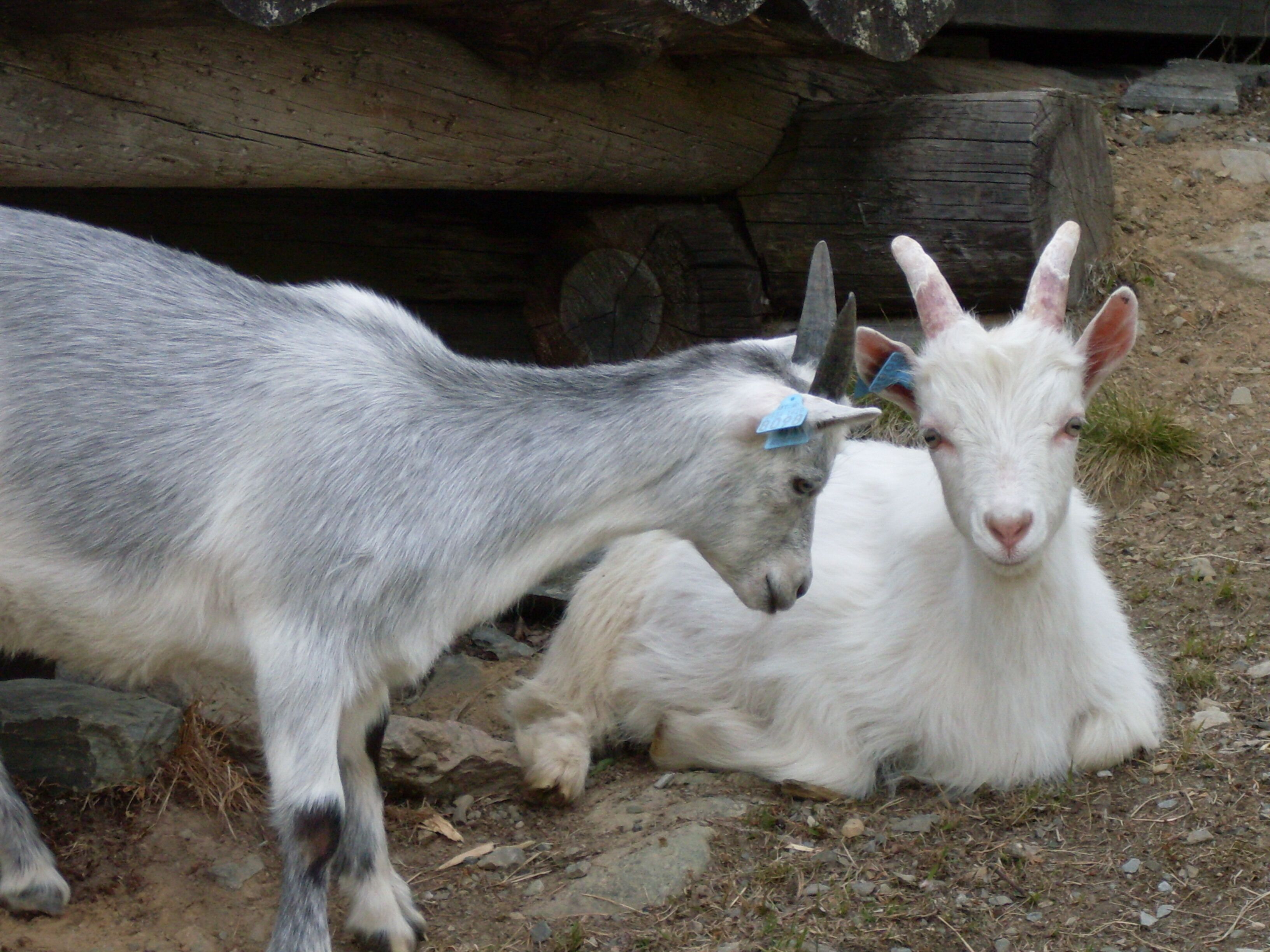 children’s activities