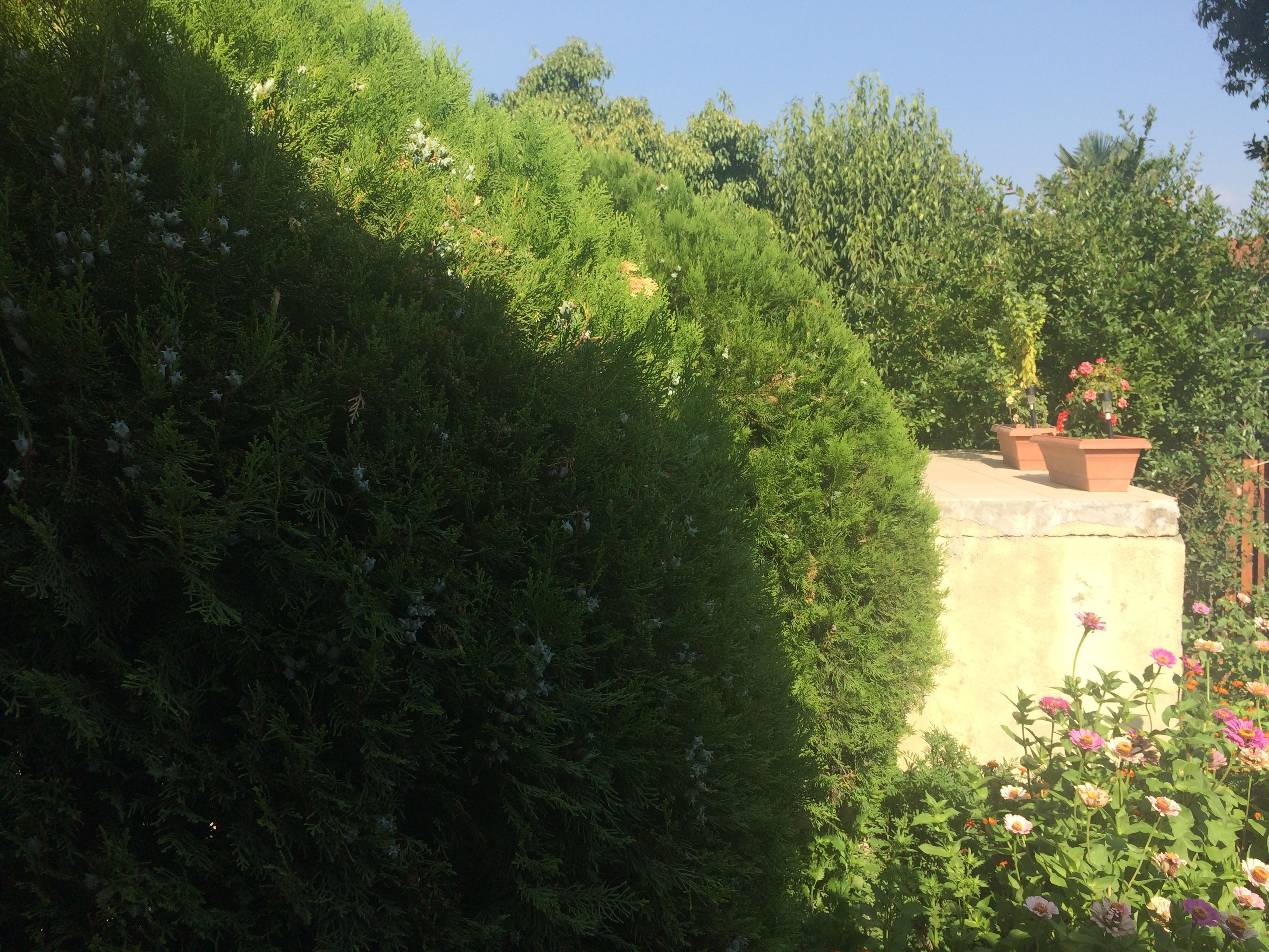 A garden with dense foliage and a concrete structure with terracotta planters.