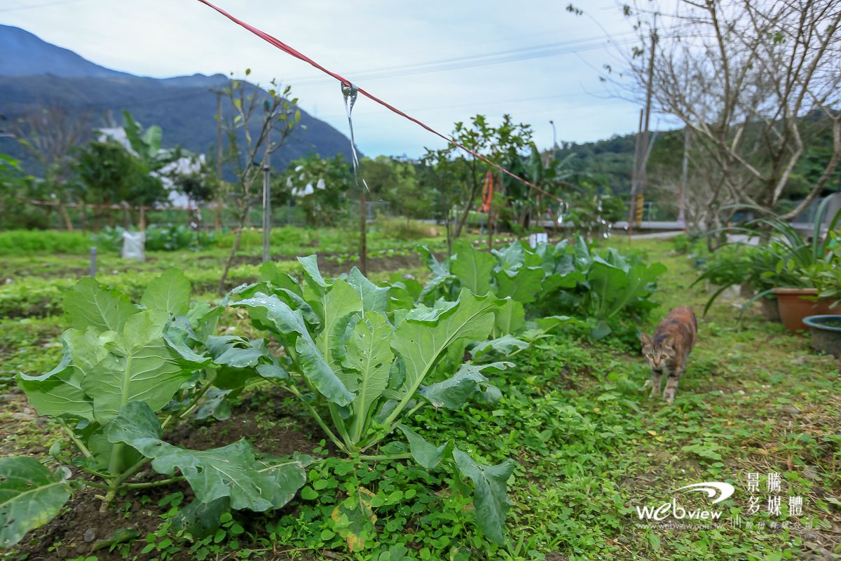 Un jardín con plantas frondosas y un gato caminando.
