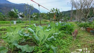 Un jardín con plantas frondosas y un gato caminando.