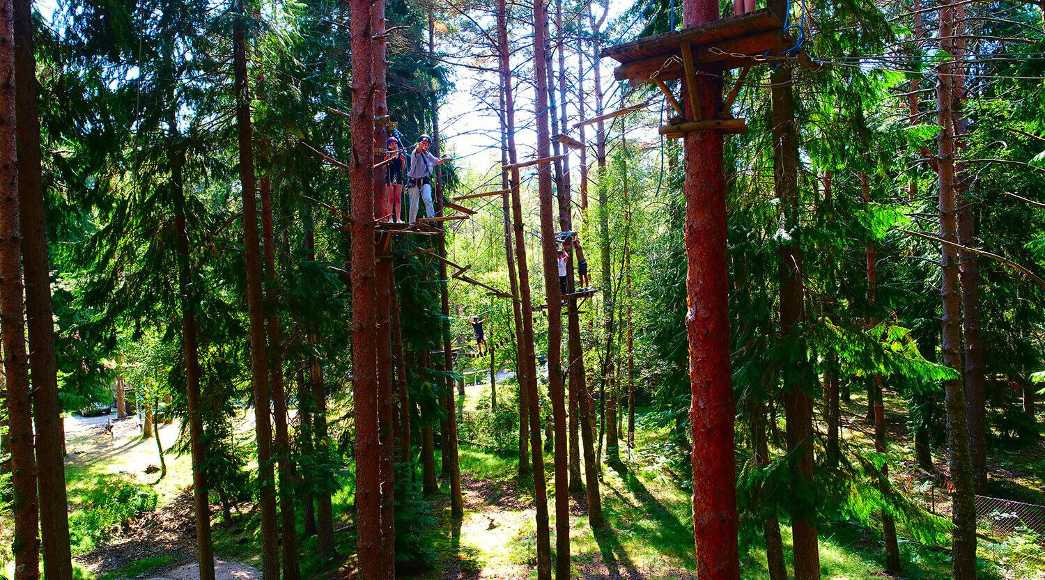 Un bosc amb un pont de corda i una plataforma de fusta.