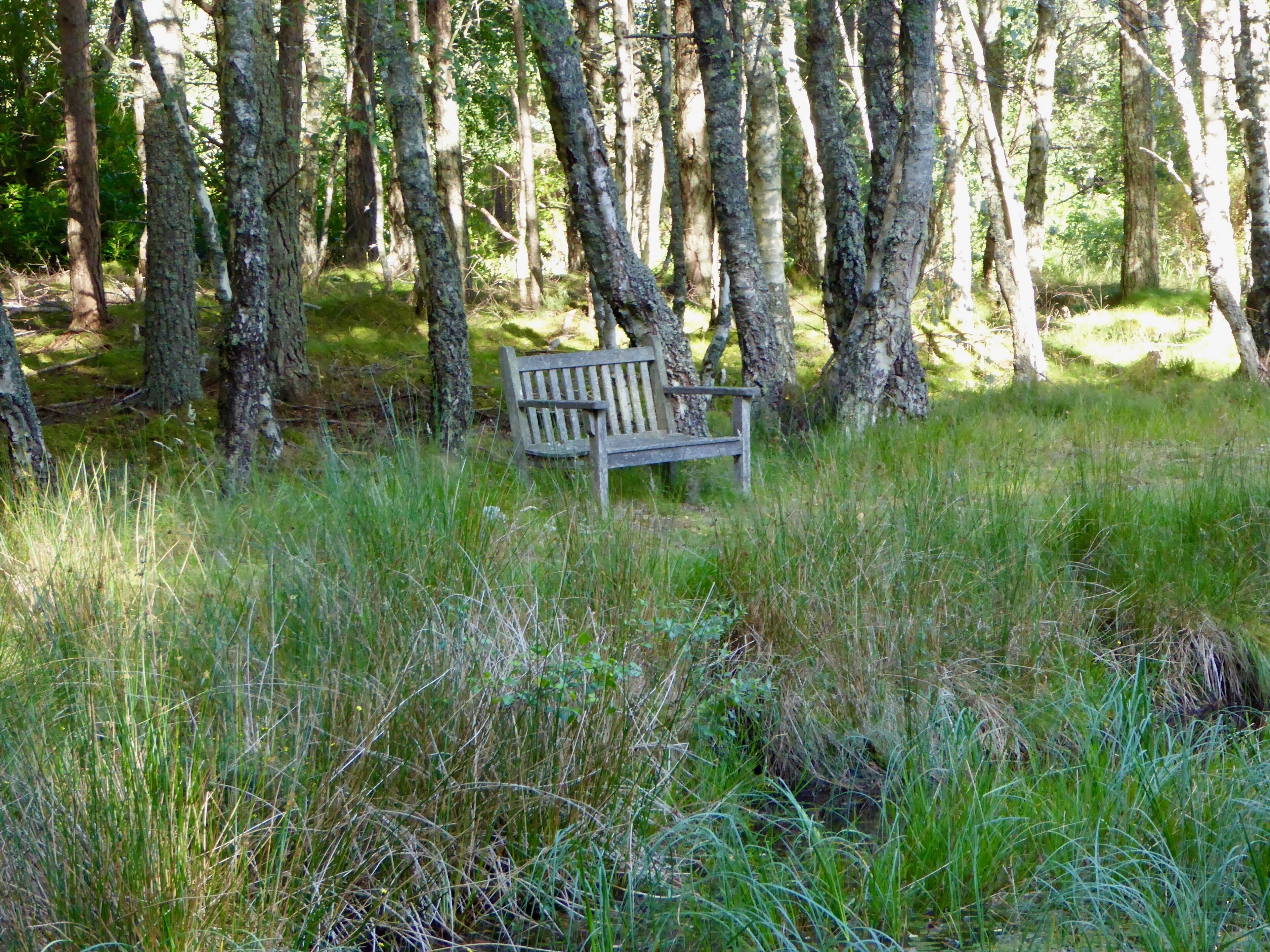 A bench in a forested area with tall trees and grass.