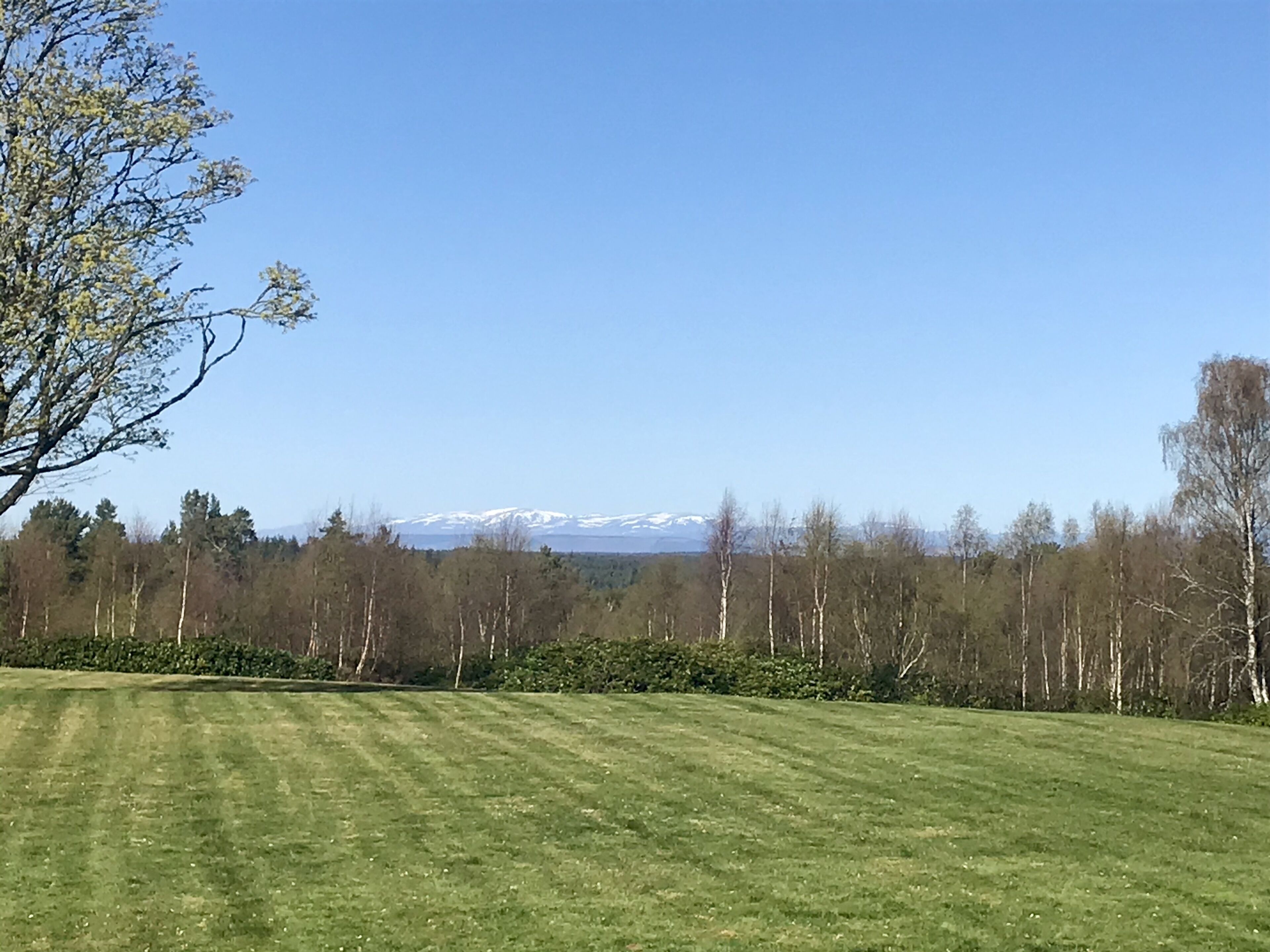 A grassy field with trees and a distant mountain range.