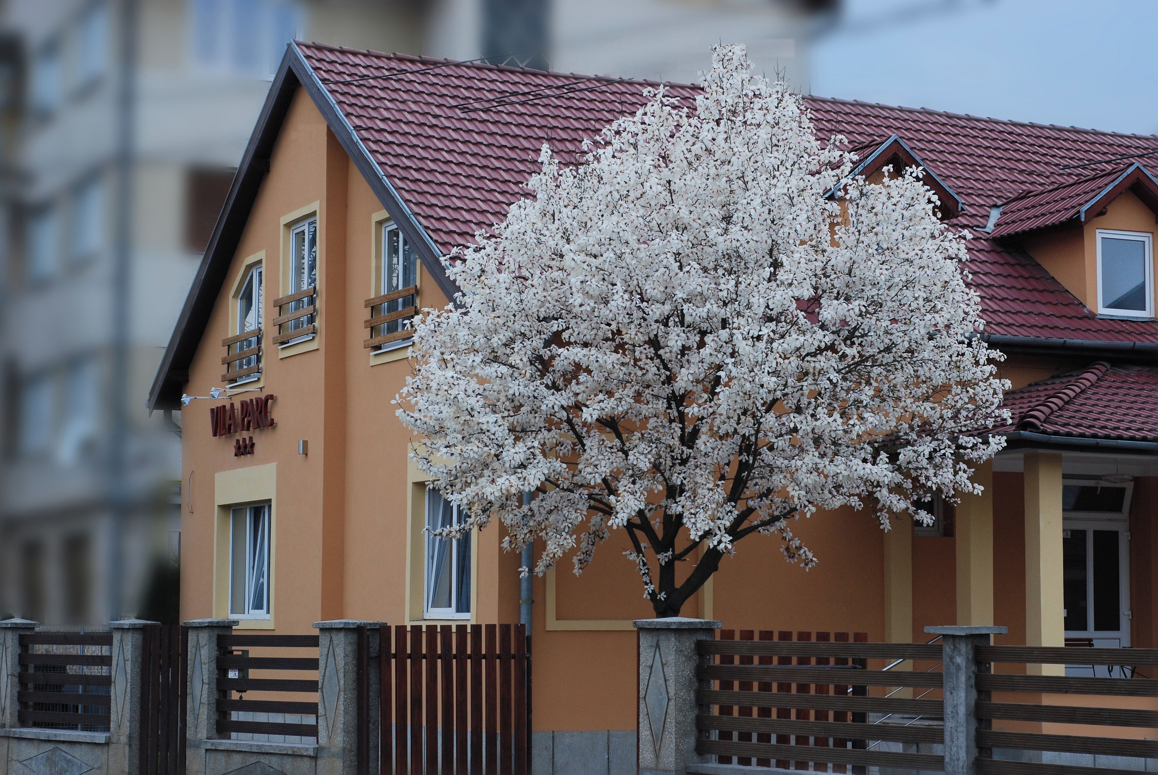 A building with a red tiled roof and a tree with white blossoms in front.