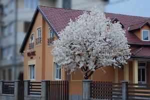 Un edificio con tejado de tejas rojas y un árbol con flores blancas al frente.