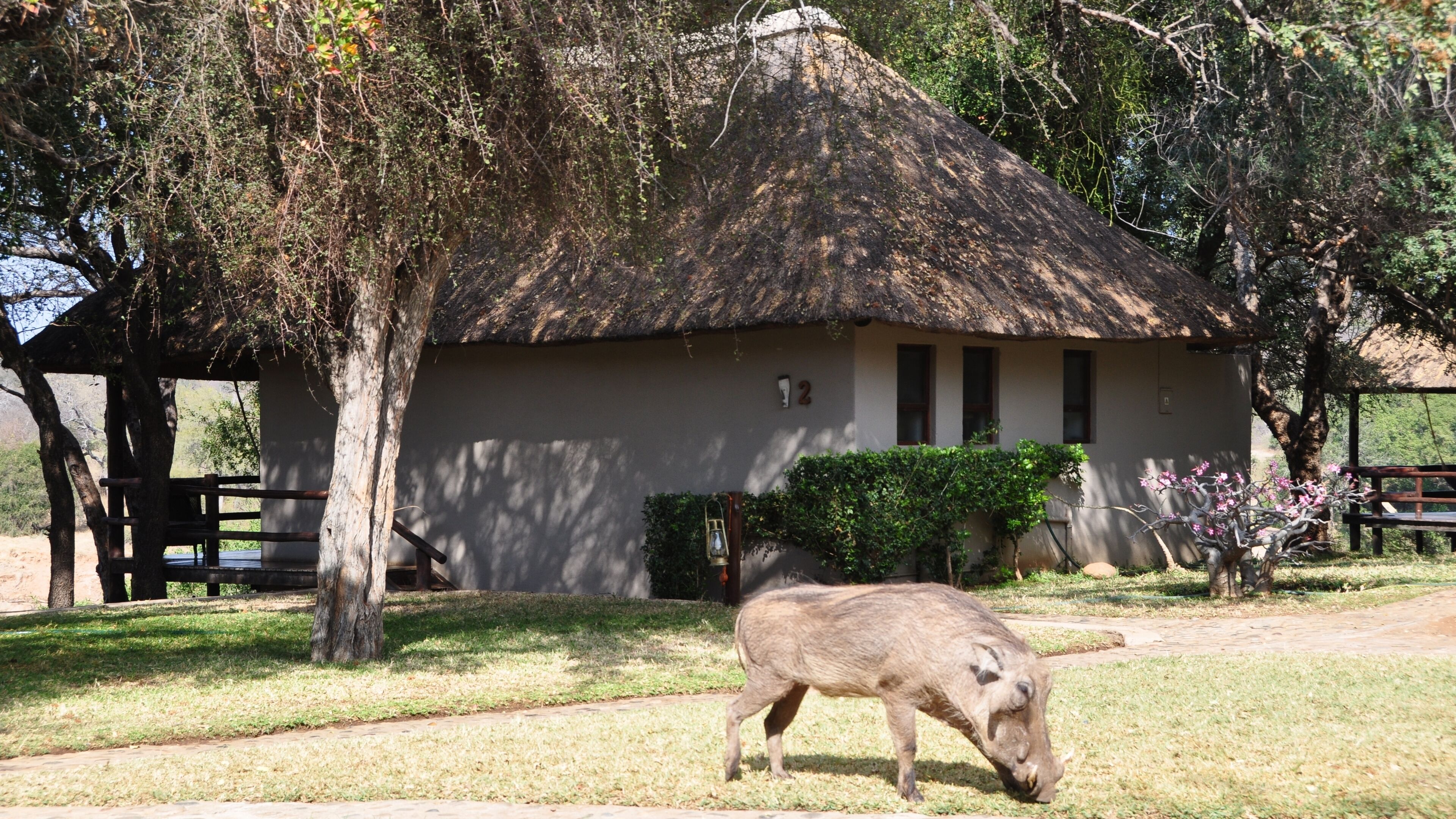 A rustic building with a thatched roof, surrounded by trees and a grassy area.