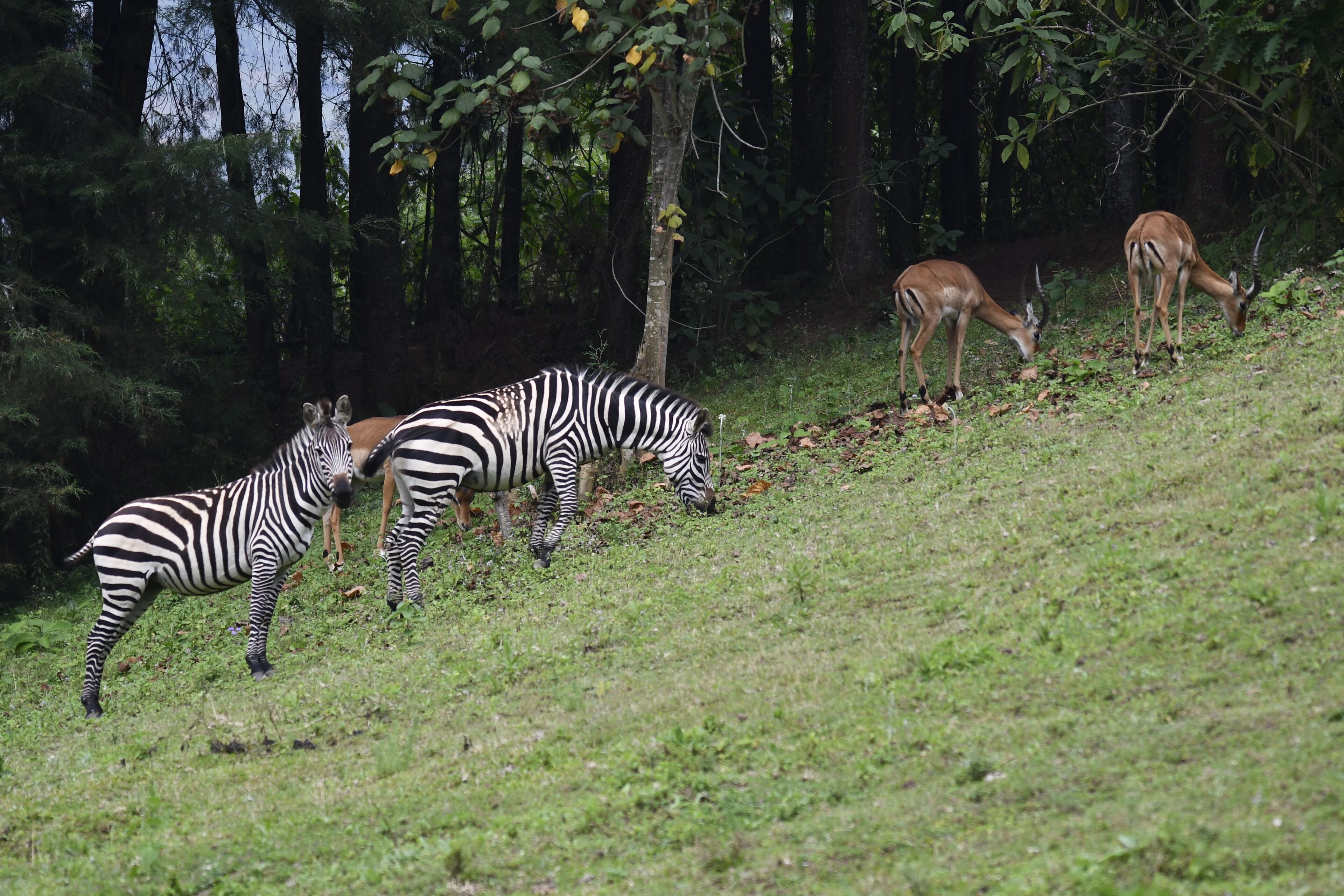 A grassy area with zebras and antelopes grazing.