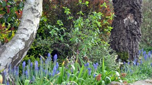 Un espacio natural al aire libre con árboles y plantas florecientes.
